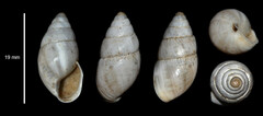Zebrina detrita