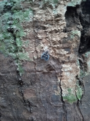 Bothriocera