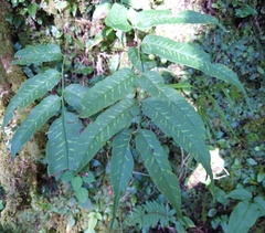 Coniogramme intermedia