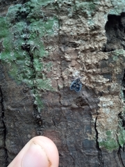 Bothriocera
