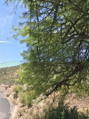 Prosopis chilensis