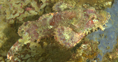 Scorpaenopsis oxycephalus