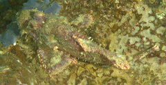 Scorpaenopsis oxycephalus