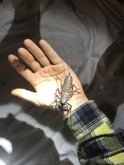 Mastigoproctus tohono