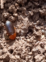 Amphasia interstitialis