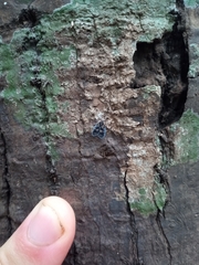 Bothriocera