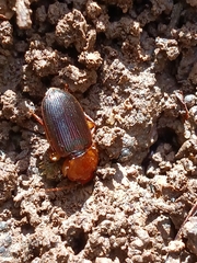 Amphasia interstitialis