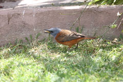 Monticola rupestris