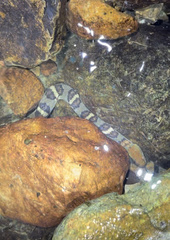 Trimerodytes aequifasciatus