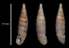 Laciniaria plicata