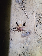 Myrmekiaphila comstocki