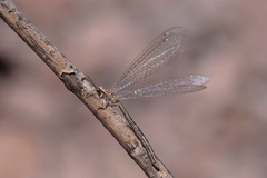 Macronemurus appendiculatus