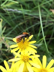 Andrena fulva