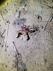 Myrmekiaphila comstocki