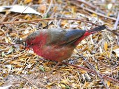Lagonosticta senegala