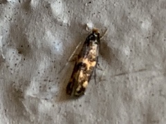 Oinophila v-flava
