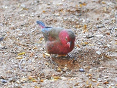 Lagonosticta senegala