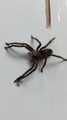 Cupiennius salei