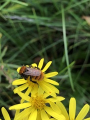 Andrena fulva
