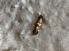 Oinophila v-flava