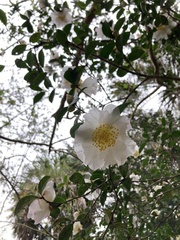 Camellia sasanqua