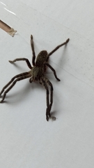 Cupiennius salei