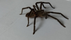 Cupiennius salei