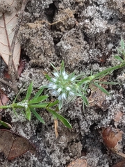 Eryngium aromaticum