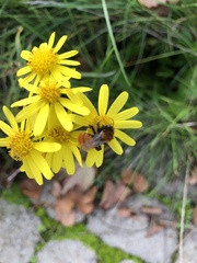 Andrena fulva