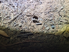 Myrmekiaphila comstocki