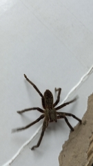 Cupiennius salei
