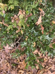 Ilex cornuta