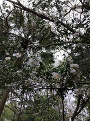 Camellia sasanqua