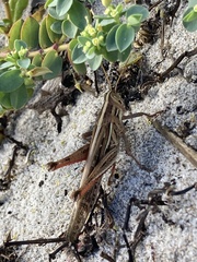 Schistocerca serialis cubense