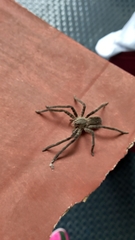 Cupiennius salei