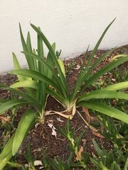 Agapanthus praecox