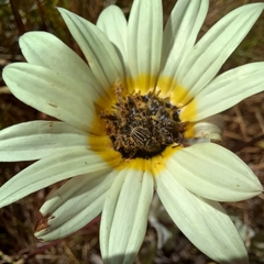 Arctotis stoechadifolia