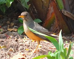 Turdus olivaceus olivaceus