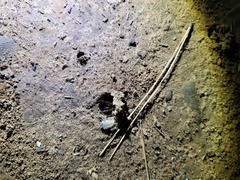 Myrmekiaphila comstocki