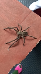 Cupiennius salei