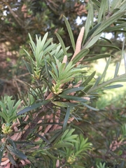 Podocarpus elongatus
