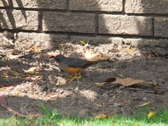 Turdus olivaceus olivaceus