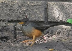 Turdus olivaceus olivaceus