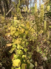 Agastache nepetoides