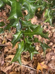Ilex cornuta