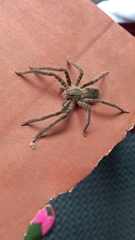 Cupiennius salei