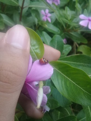 Coelophora inaequalis