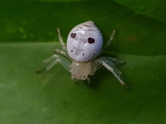 Firmicus bragantinus