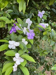 Brunfelsia