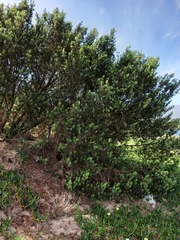 Podocarpus elongatus